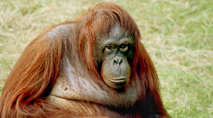 orangutan