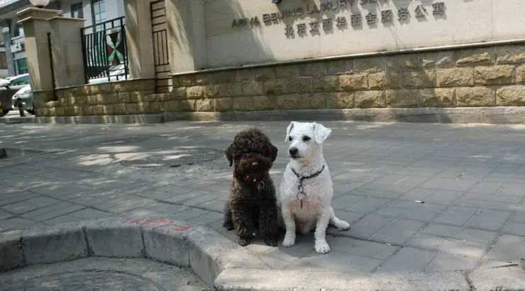 Pets Wuhan