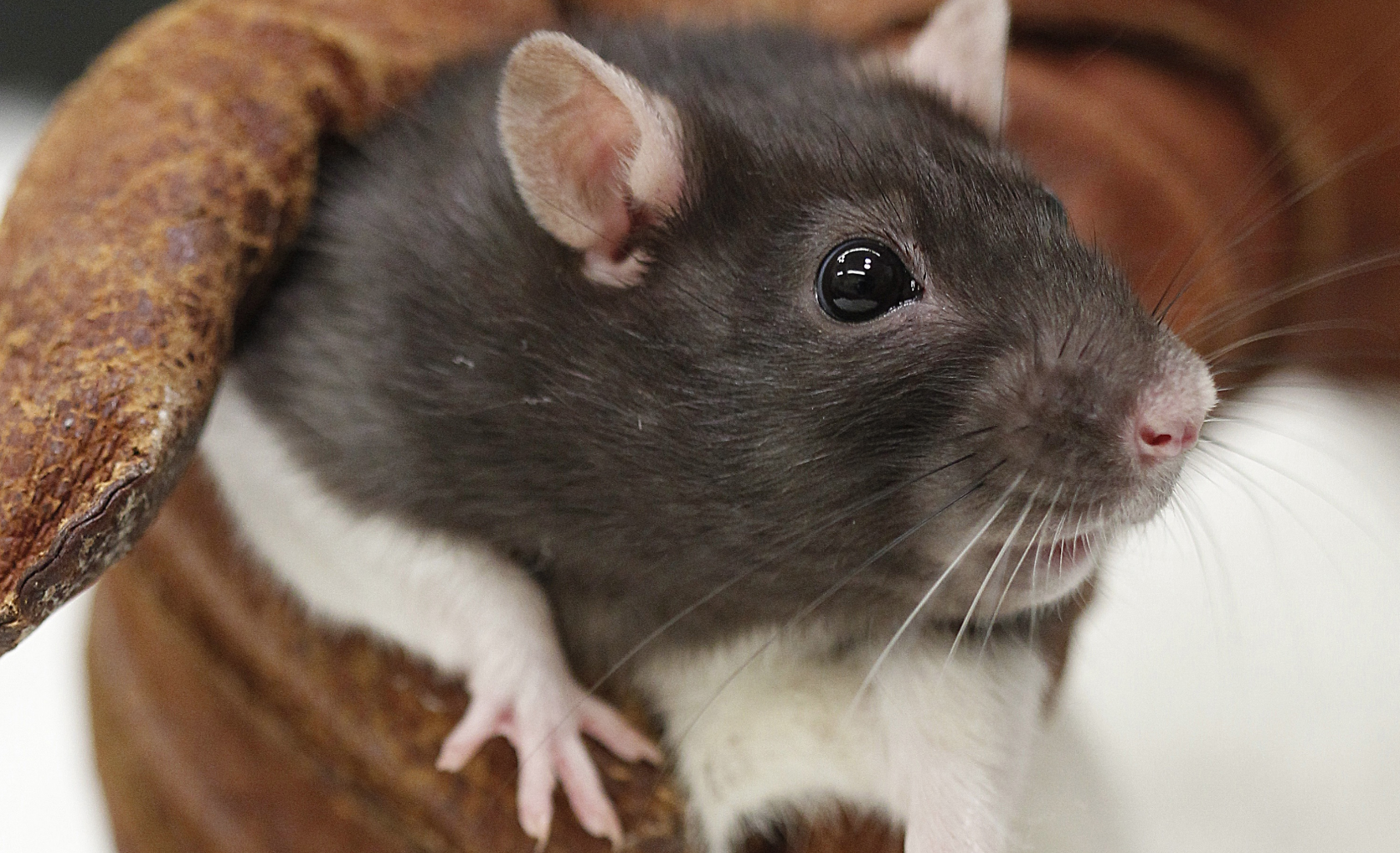 study-rats-display-harm-aversion-and-empathy-towards-their-neighbors