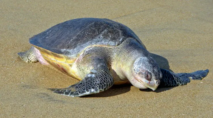 Endangered Sea Turtles on Course to Lay 60 Million Eggs This Year