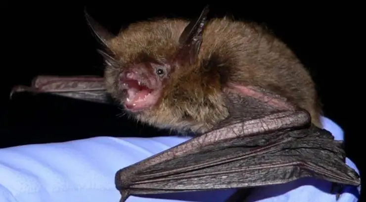 Peru Bats