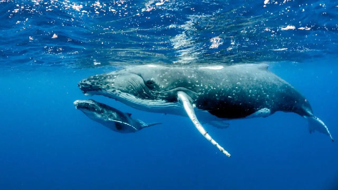 Blue Whales Make "Unprecedented" Comeback Off Antarctica Coast