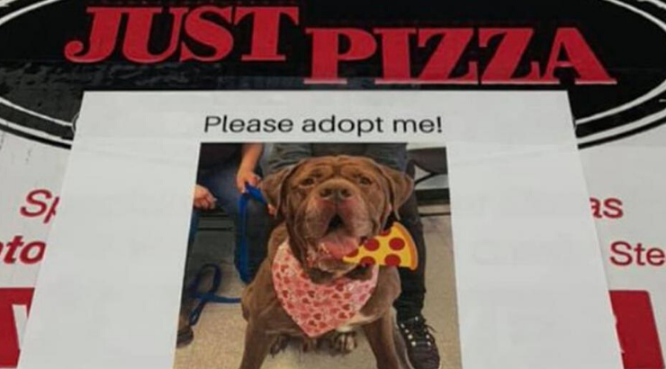 Shelter Dogs Pizza Boxes