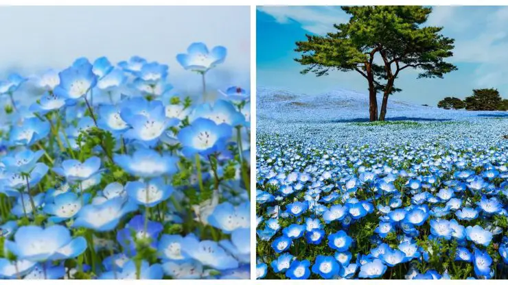 4.5 Million Flowers Bloom Across Japanese Park Like a Never-Ending Sea of Blue Lights Baby-blue-eyes-740x416