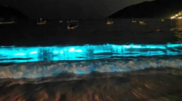 Bioluminescent Waves