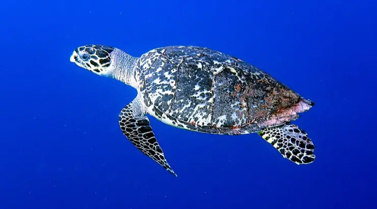 Endangered Sea Turtles