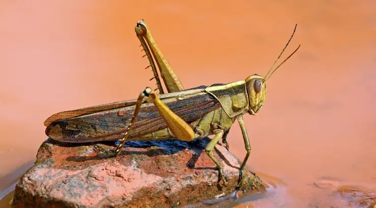 Locust Plague