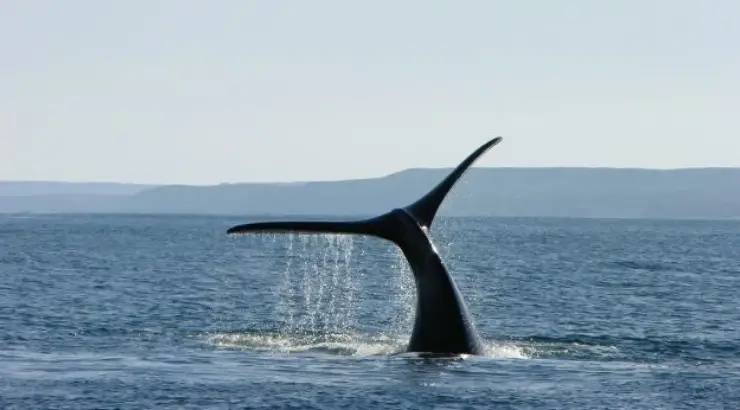 Silence Lockdown Whales