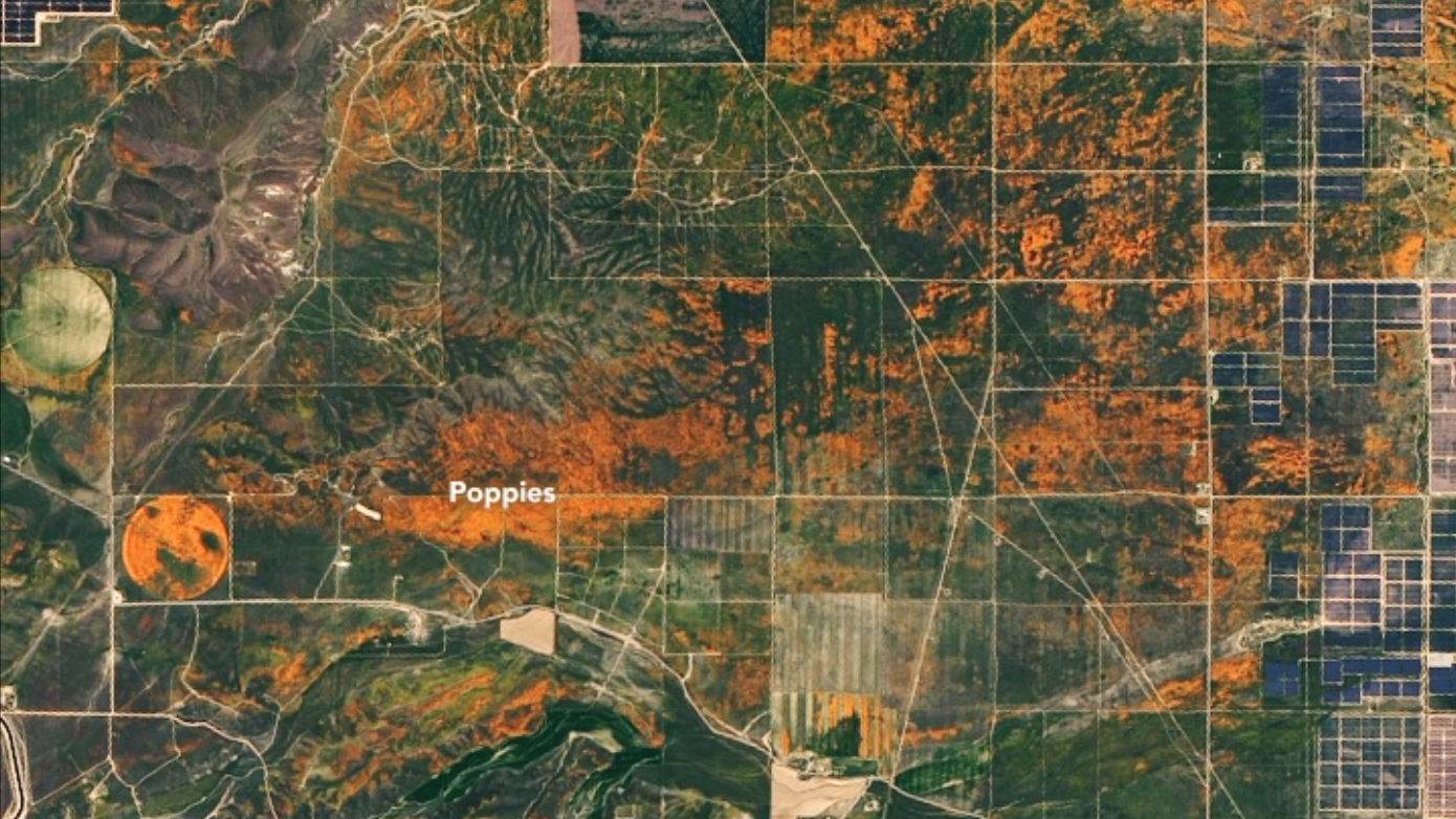 California's Stunning Poppy Super Bloom Photographed from Space