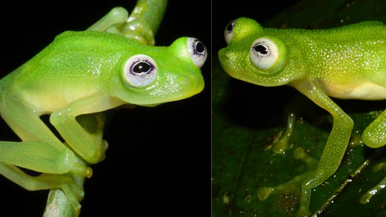 Scientists Discover Real Life Kermit The Frog In Costa Rica