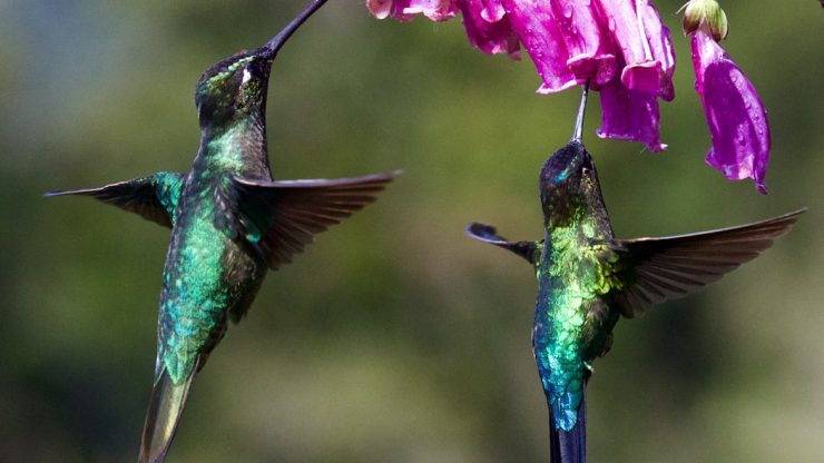 Hummingbirds Can See Totally Different Colors Outside The Human Spectrum Hummingg-740x416