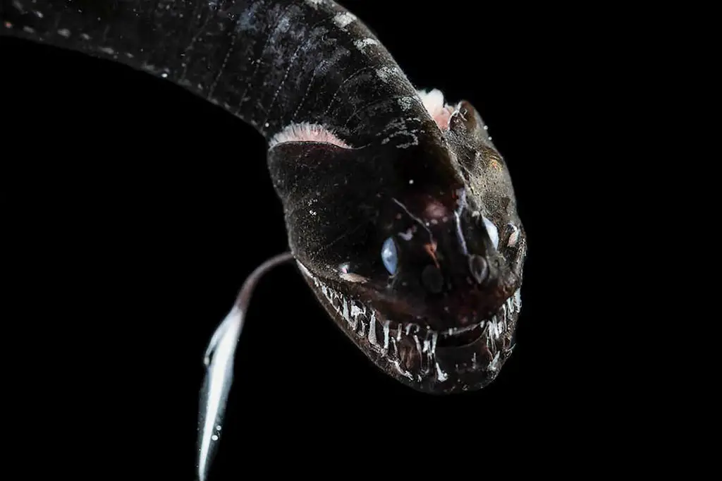 New terrifying deep-sea creatures discovered that are so ultra-black ...