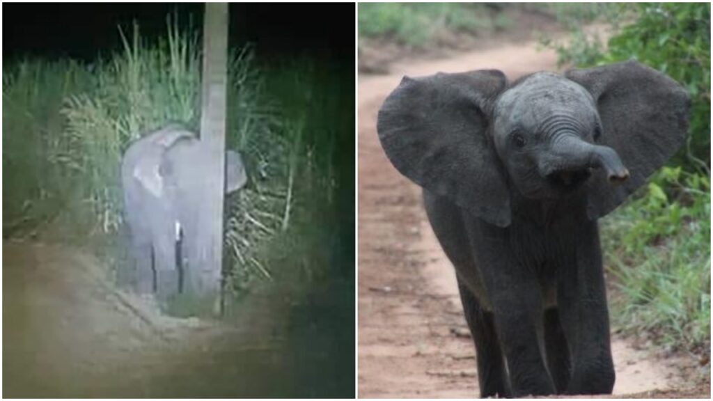 Playful Baby Elephant Caught Eating Sugarcane, Innocently Tries Hiding