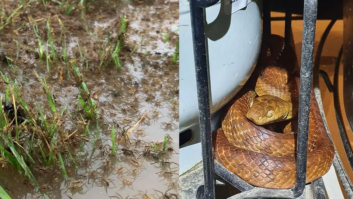 'Horrific' Swarms of Spiders, Snakes Invade Australian Homes Amid Devastating Floods