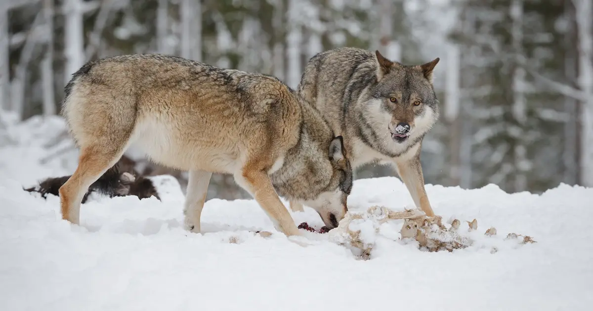 Idaho Senate Approves Bill to Kill 90 Percent of State's Wolves in ...