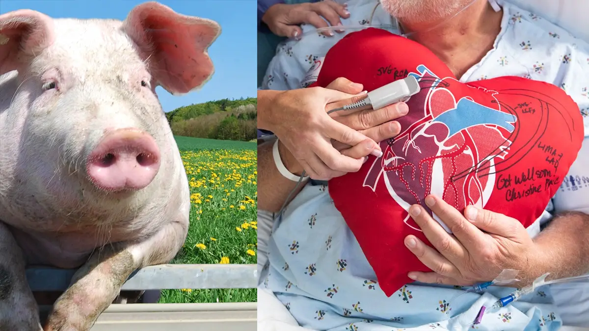 first heart from genetically altered pig