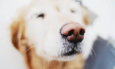 Dogs See With Nose