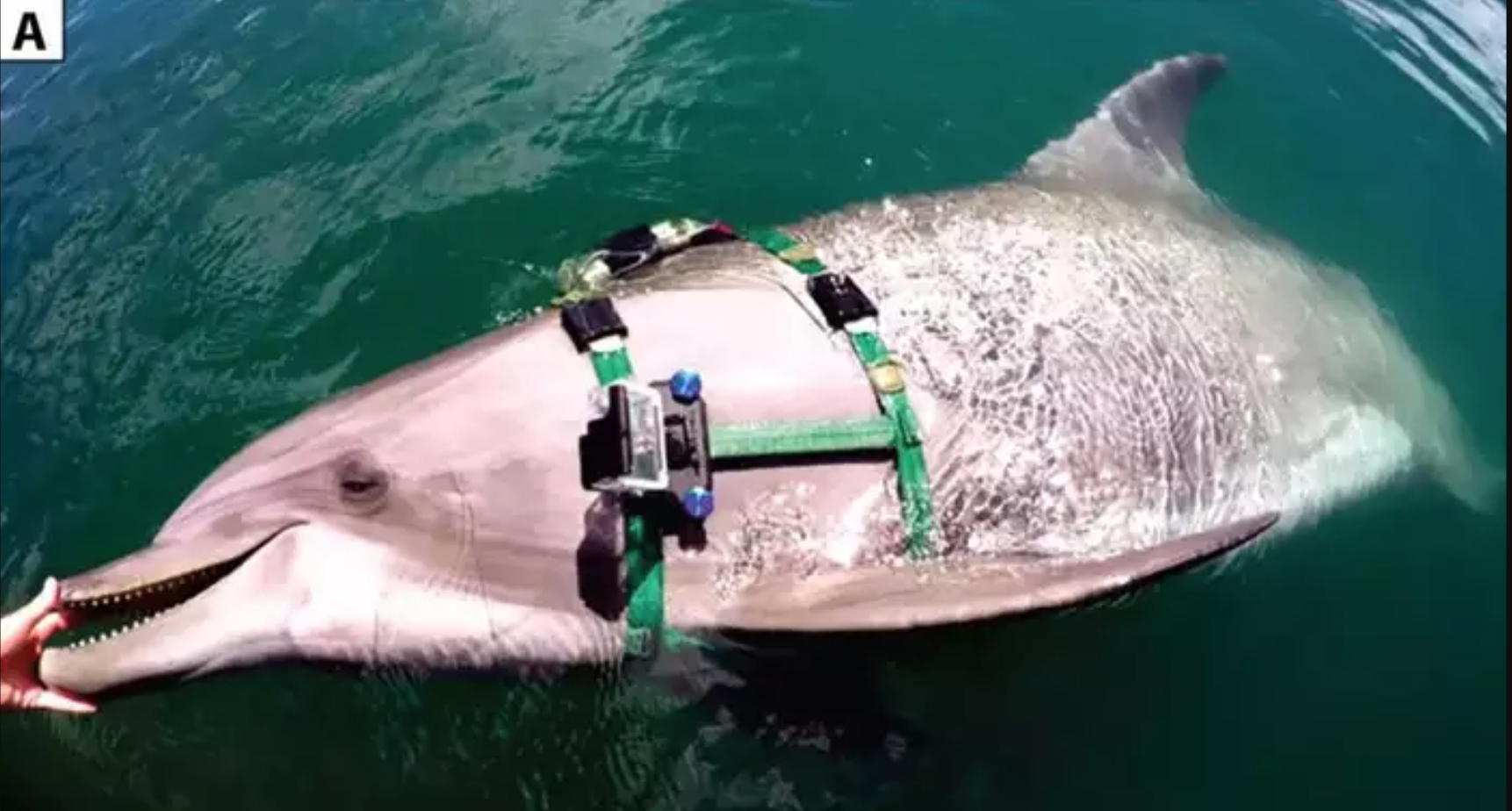 Crazy Footage From Go Pro Attached To Dolphin Shows It Devouring 8 Extremely Venomous Sea Snakes