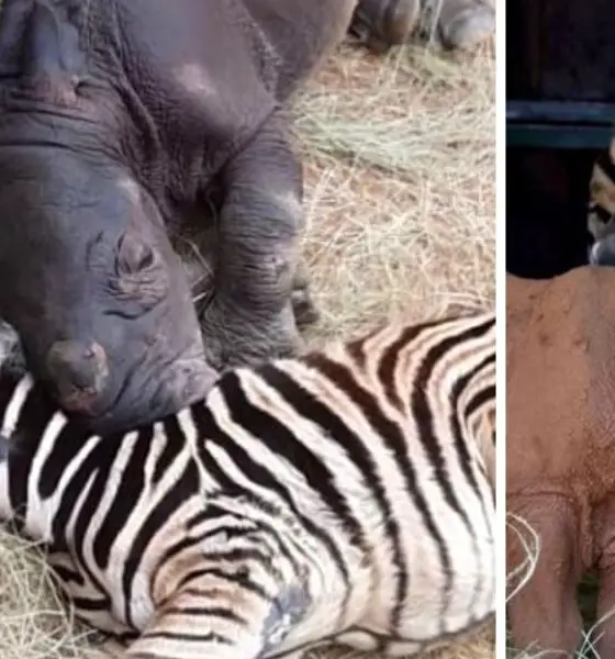 Baby Rhino Zebra