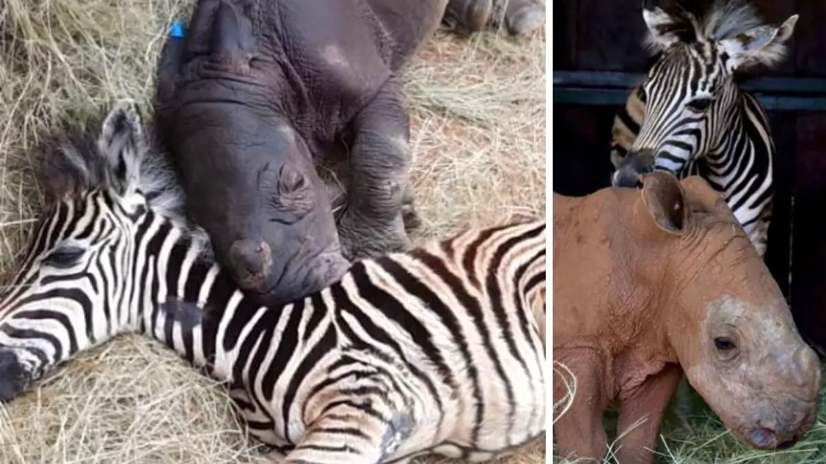 Baby Rhino Zebra