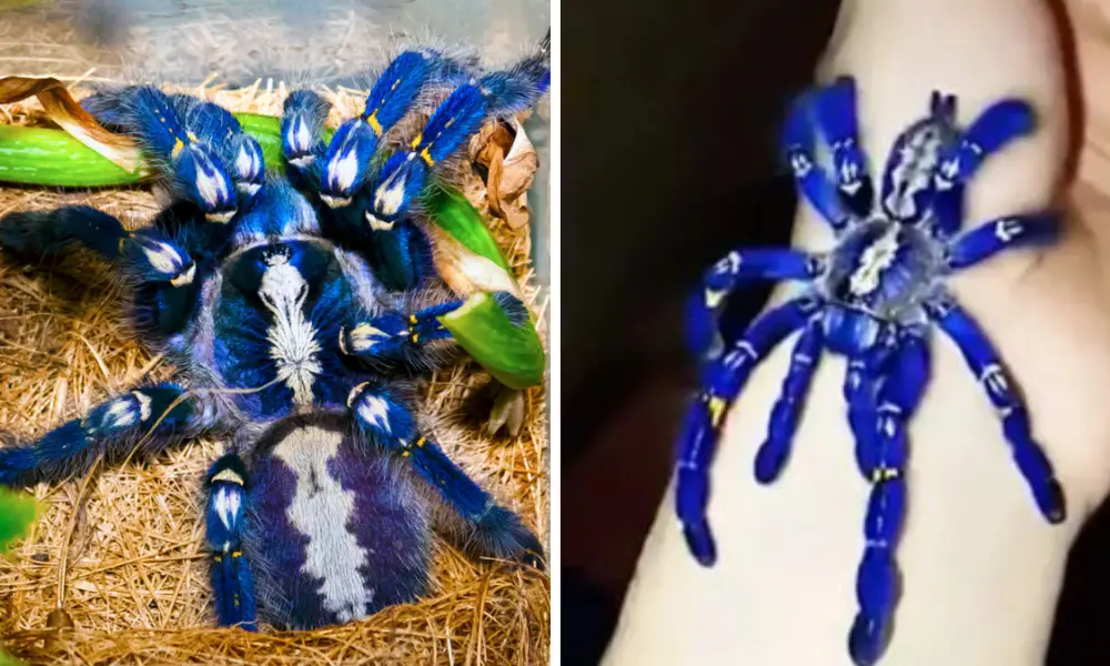 Blue Tarantula
