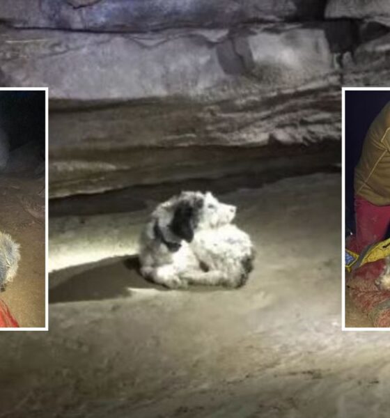 Cavers Rescue Dog