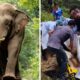 Elephant Stabs Handler