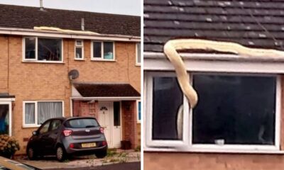 Gigantic Snake