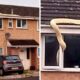 Gigantic Snake
