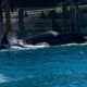 Killer Whales Attack Each Other at SeaWorld