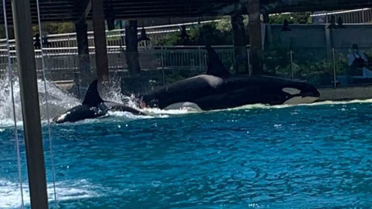 Killer Whales Attack Each Other at SeaWorld