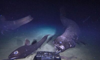 Largest Deep Sea Fish