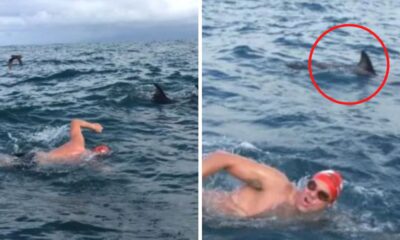 Man Saved By Dolphins