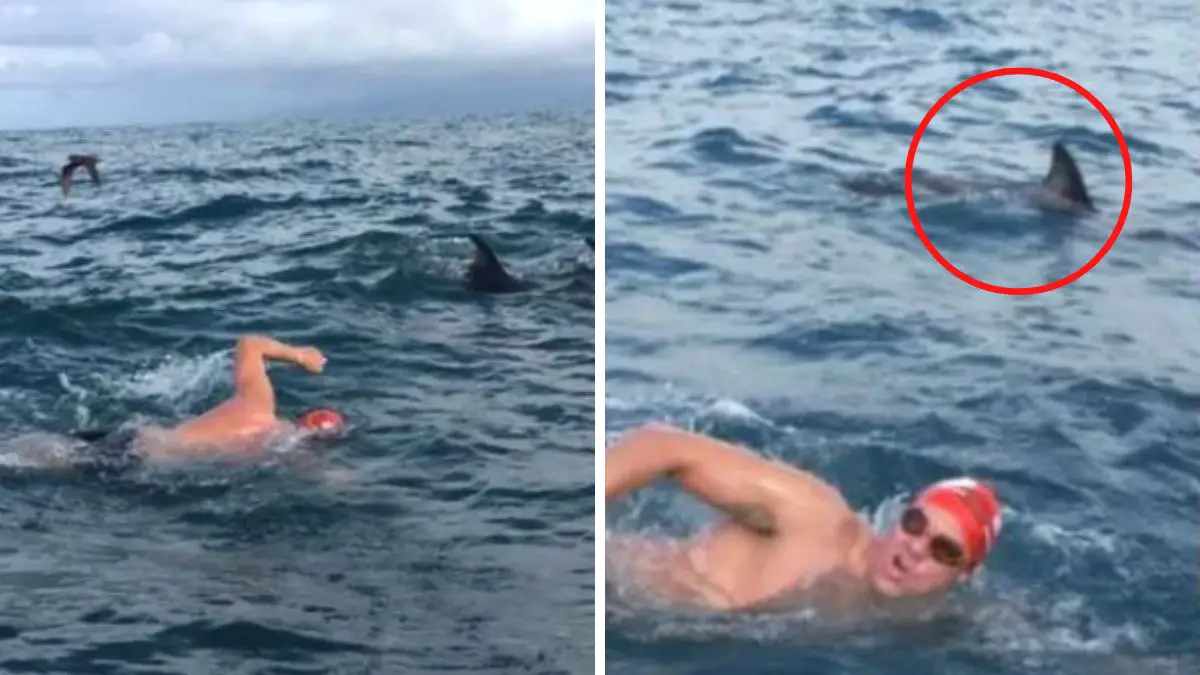 Man Saved By Dolphins