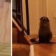 Seal Breaks Into Home