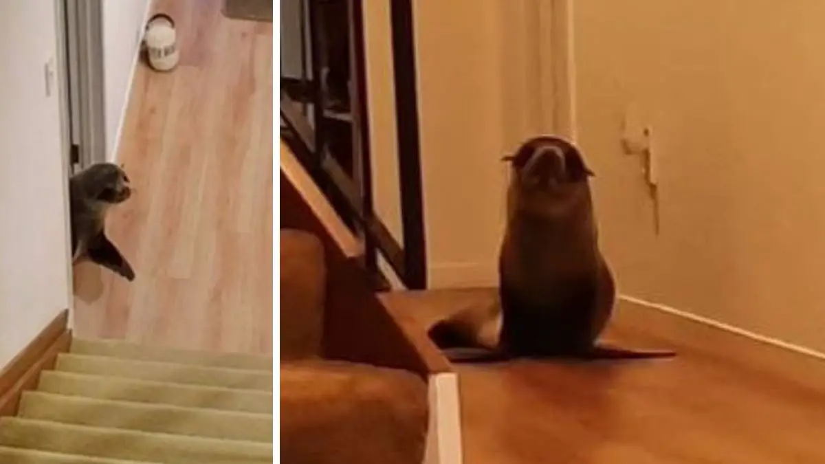 Seal Breaks Into Home