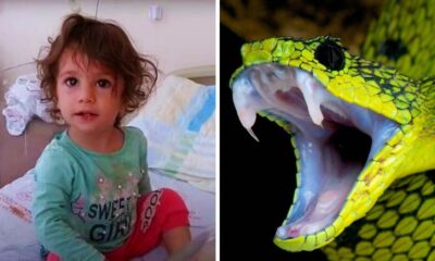 Toddler Bites Kills Snake