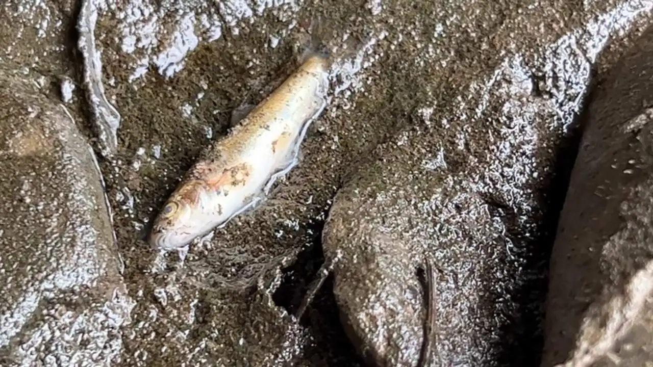 Ohio Residents Report Seeing Dead Fish And Chickens Following Toxic Chemical Spill After Train Derailment