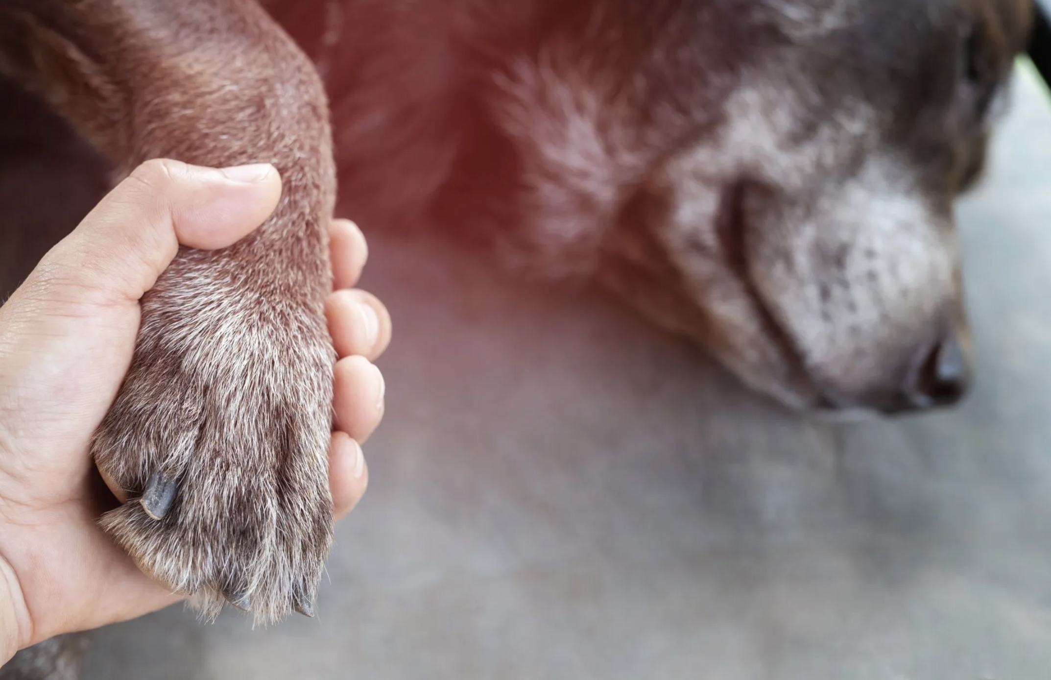 The Death Of A Pet Should Be Taken More Seriously By Therapists